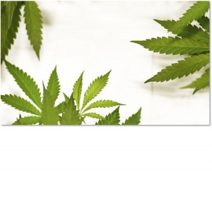 Ley en Chile Cannabis_2